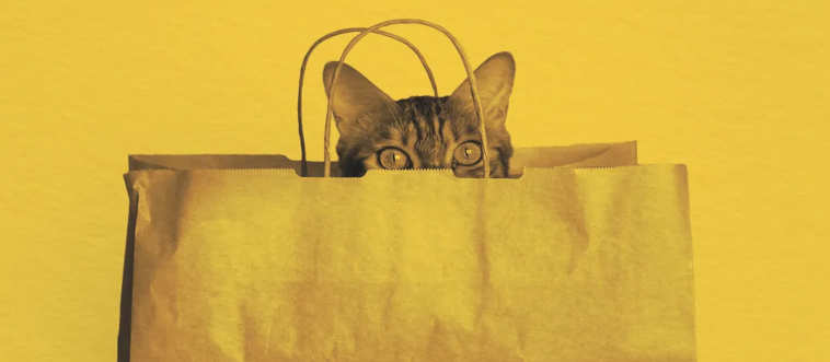 Release the cat from the ____.