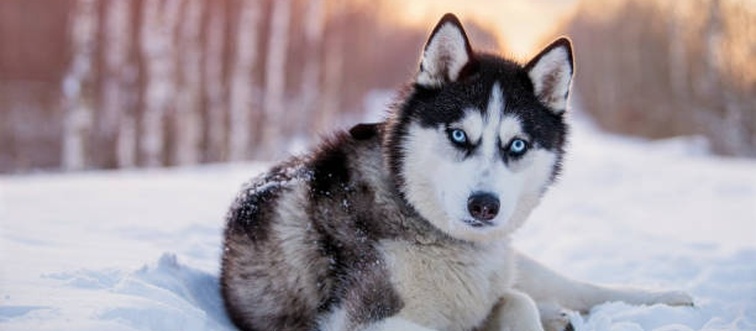 Can you picture this majestic creature? A wolf-like beauty sporting a thick double coat, triangular ears that stand alert, and striking blue or mismatched eyes — originally bred to pull sleds across the frozen Siberian expanse.